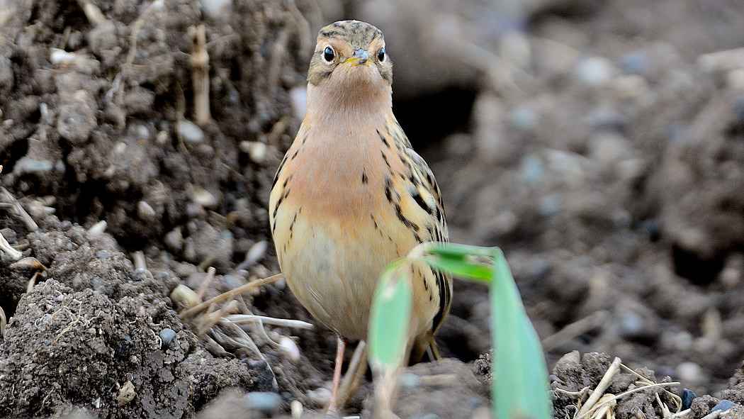 Red-throated Pipit